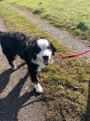 *MUFFIN* sucht Endpflegestelle, die ihm trotz gesundheitlicher Diagnose noch eine schöne Zeit bietet