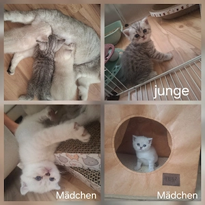 Wunderschöne BKH kitten abzugeben 