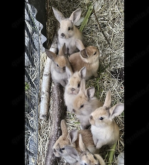 Kaninchen suchen ein neues Zuhause.  