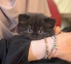 Wunderschöne BLH Kitten liebevoll aufgezogen   