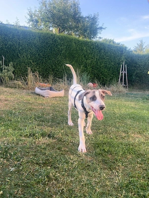 Freddy, 4 Monate, wird ca. 55-60  cm