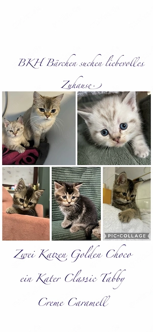 BKH reinrassig Kitten Katze & Kater Tabby Classic Golden Choco Creme Caramel 