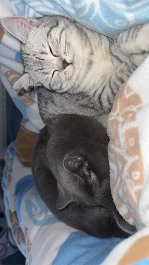 wurfankündigung BKH kitten