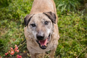 Kangal "DARIJO* - vielleicht gibt es für den Senior noch etwas Sonnenschein im Herzen