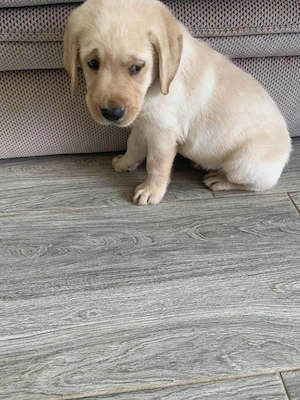 Labrador-Mädchen sucht ein liebevolles Zuhause 