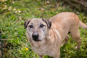 Kangal "DARIJO* - vielleicht gibt es für den Senior noch etwas Sonnenschein im Herzen
