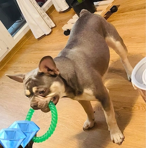 französische Bulldogge