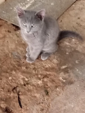 Baby Katzen 