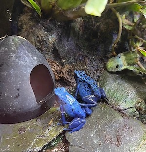 Dendrobaten Laichhaus 3 D Gedruckt 