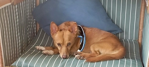 Der kleine Charmeur JOEY  sucht sein Für-immer-Zuhause
