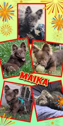 Süße Maika wartet auf netten Besuch!