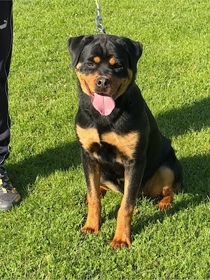 Rottweiler Hündin
