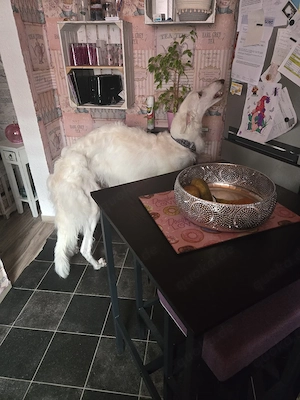 Windhund zuverkaufen 