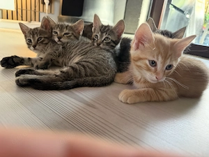 Kitten suchen ein Zuhause   