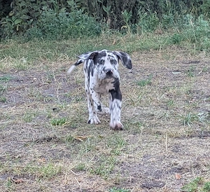 Bunte Deutsche Doggen Welpen grautiger harlekin 
