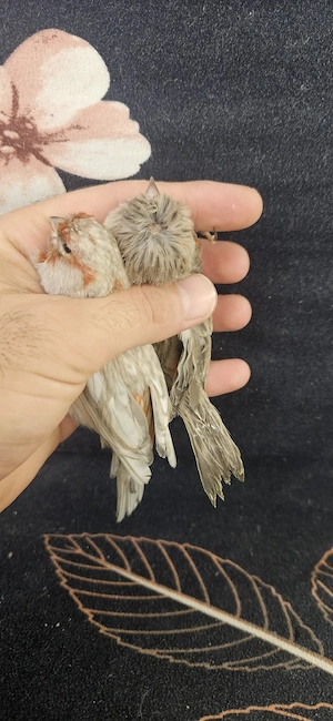 kanarienvogel Grauflügel 