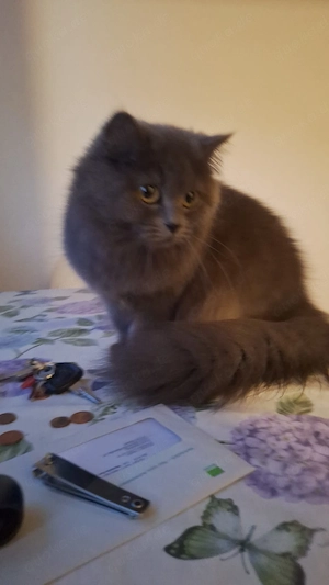 Suß Katze sucht nach ein neues zuhause