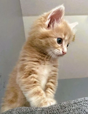 Entzückende Maincoon-Kätzchen zur Adoption und Umbildung