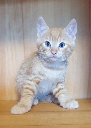 Katzenbaby sucht ein Zuhause