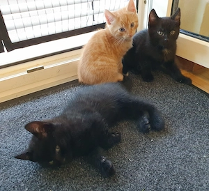 3 Katzenbabys suchen ein Zuhause
