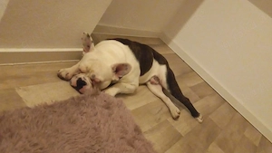 Französische Bulldogge Deckrüde