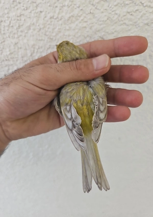kanarienvogel Grauflügel 