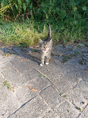 Junge Katzen abzugeben