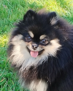 Pomeranian Hündin mit Ahnentafel