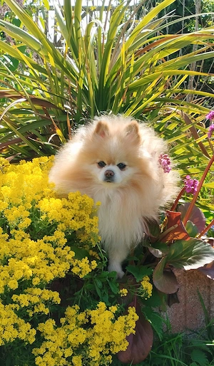Zwergspitz Pomeranian Rüde mit Ahnentafel
