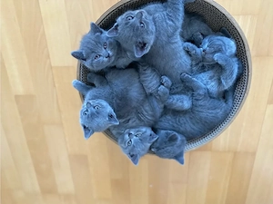 BKH Kitten Kater u Katze blue Line
