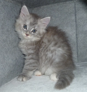 Kitten der Rasse Maine Coon