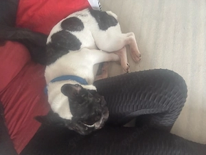 französische bulldogge