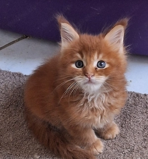 Maine Coon Kitten mit Stammbaum