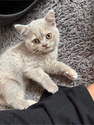Bkh Kitten mädchen abzugeben