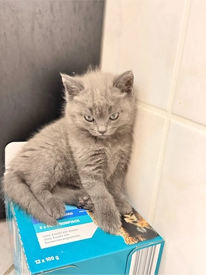 Katzen baby kitten