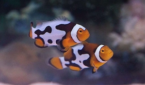 Amphiprion Percula Picasso Anemonenfisch 