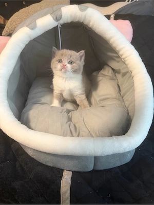 Bkh Kitten 