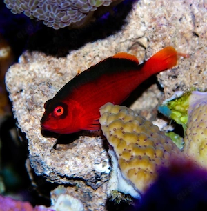 Neocirrhites armatus Feuer Korallenwächter