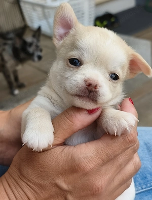 Wunderschöne Chihuahua Welpen in KH und LH 