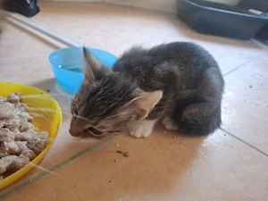 babykatzen zu verschenken 