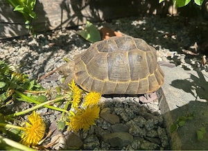     2 Maurische Landschildkröten (Weibchen) abzugeb