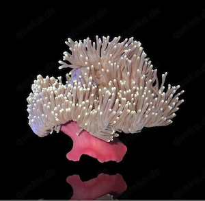 Heteractis Magnifica   Prachtanemone