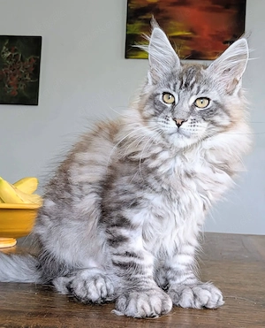  Wunderschöne Maine-Coon-Kätzchen abzugeben 