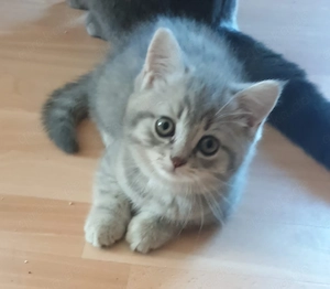 Drei süße Bkh Kitten