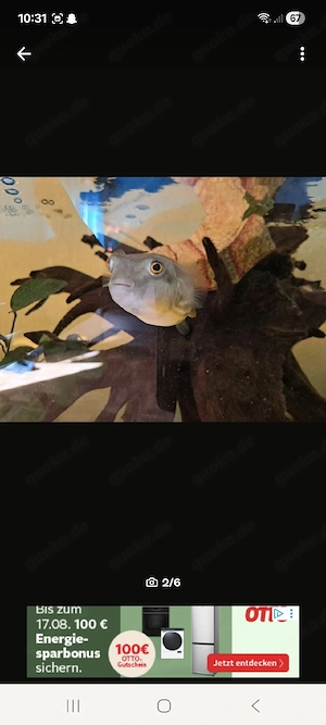 Nilkugelfische 
