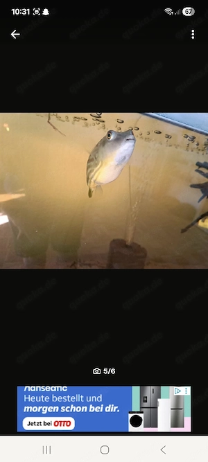 Nilkugelfische 
