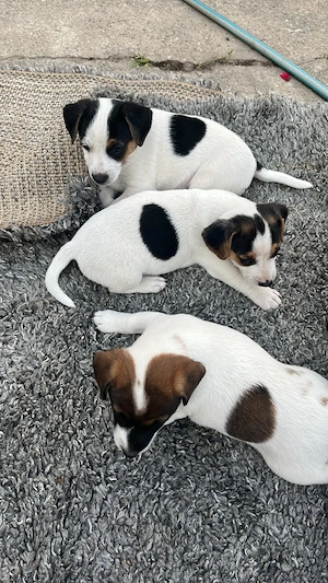 Jack Russel Welpen abzugeben 