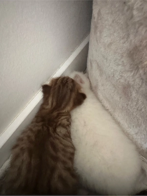 Süße Katzenbabys suchen ein liebevolles Zuhause