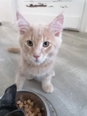 MainCoon Kitten  Bild 2