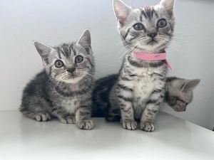 BKH Mix Kitten Britisch Kurzhaar Black Silver Tabby 